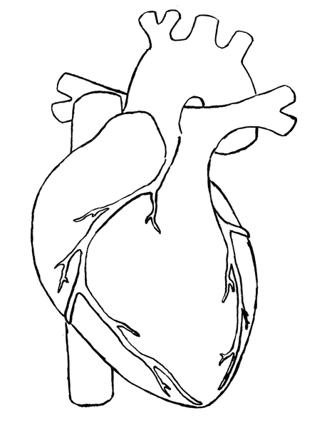 Real human heart drawing